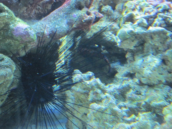 long spine black urchin