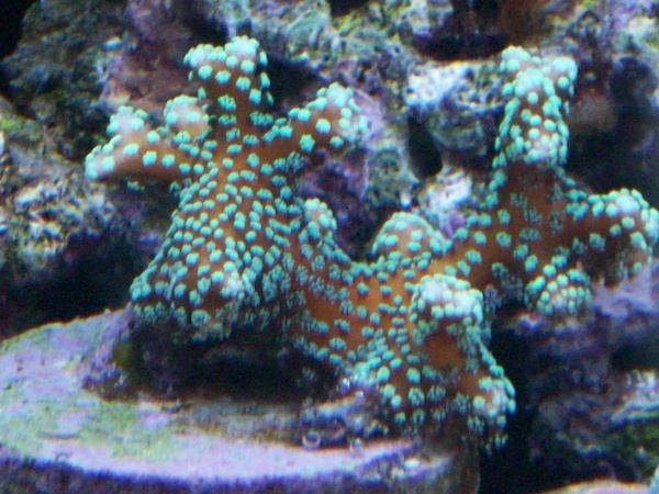 love my birdsnest coral