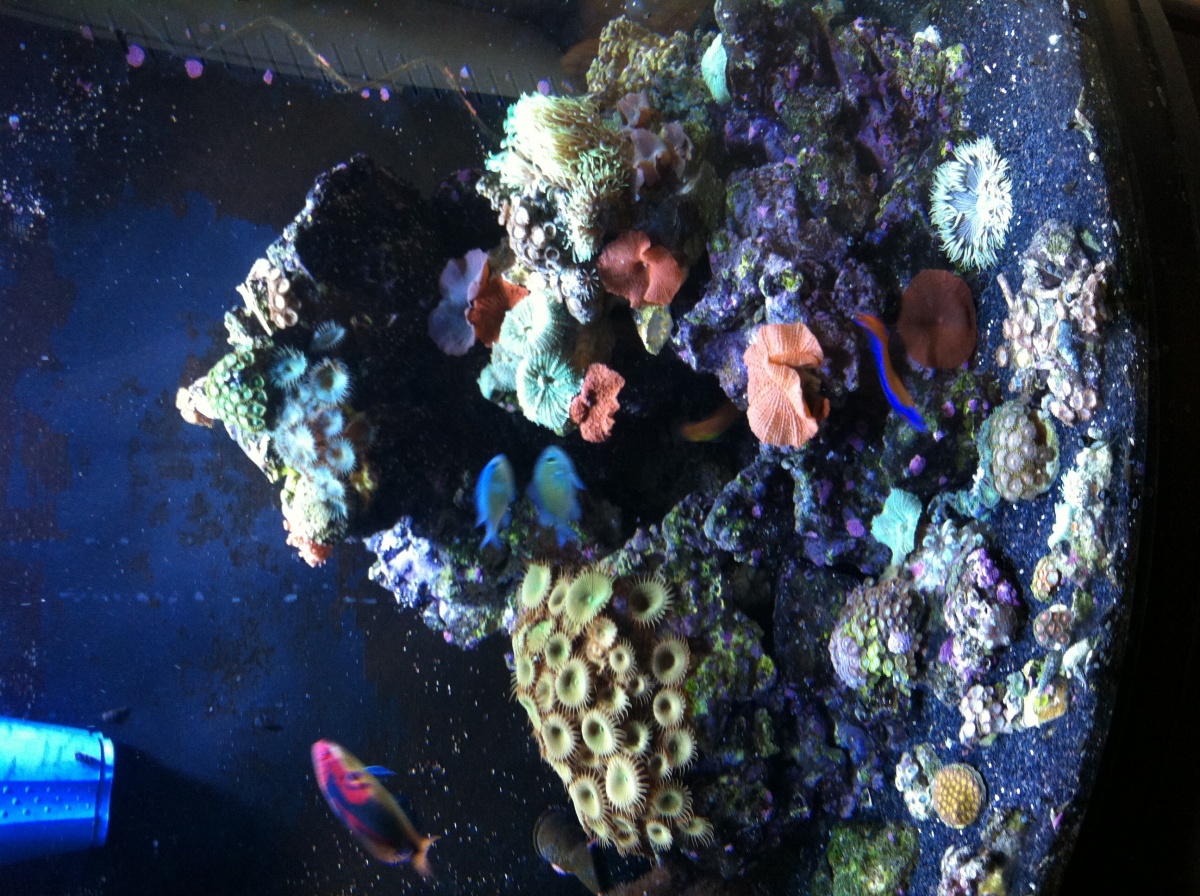 Love my corals :)