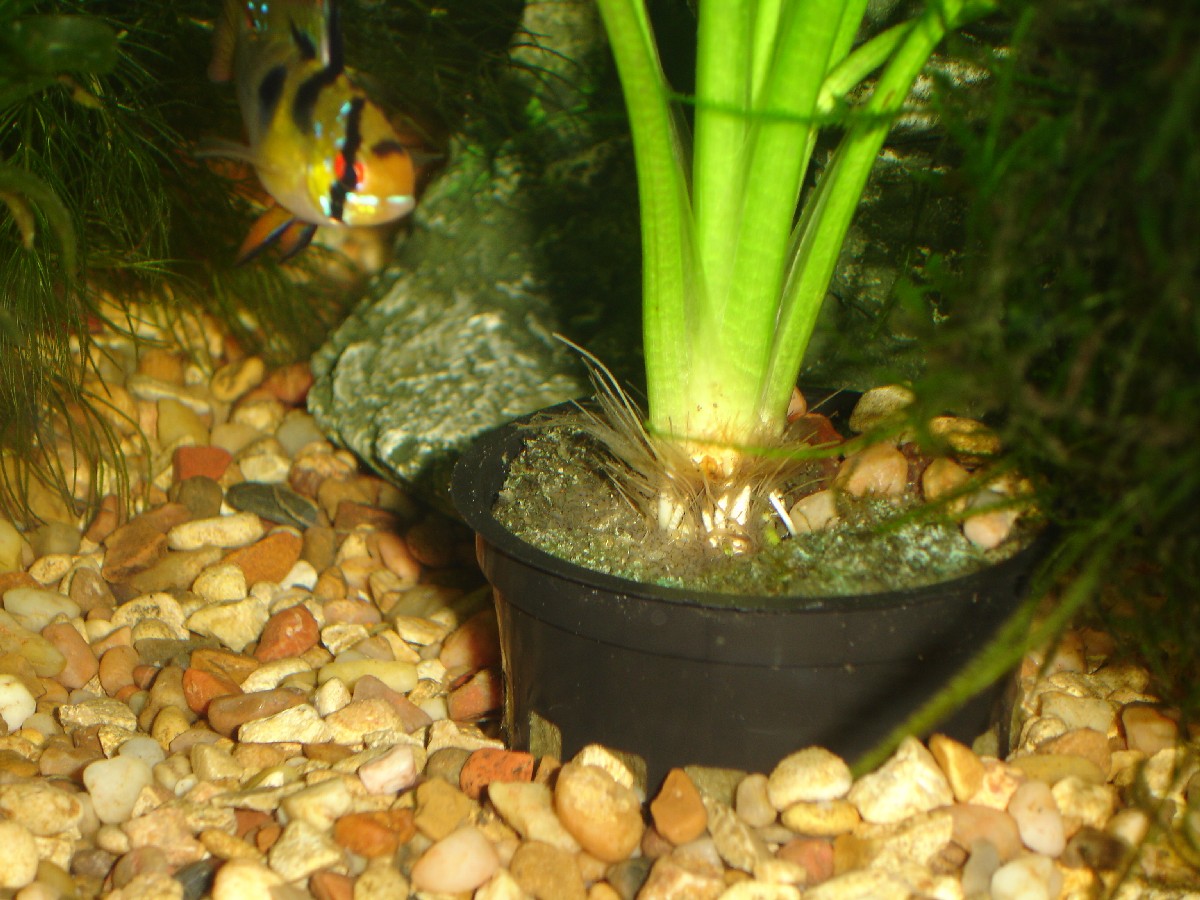 Male German Blue Ram watching over wiggling eggs at base of Amazon Sword in pot.