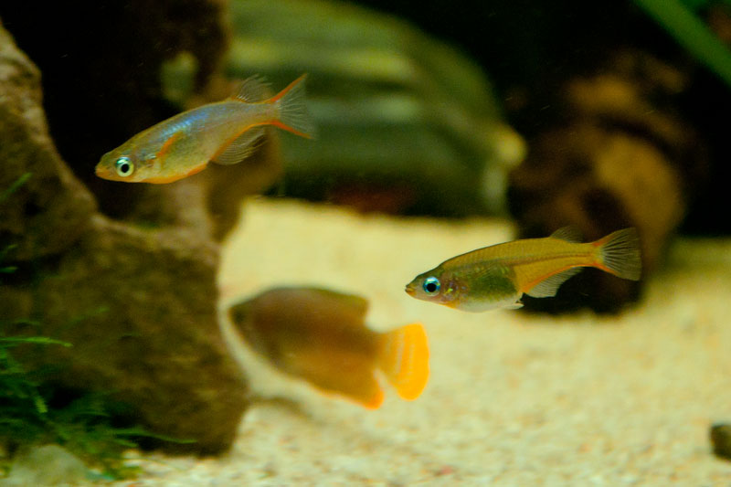 Male ricefish on left showing the extended rays on the fins that help distinguish male from female, with dark colored female on the right.