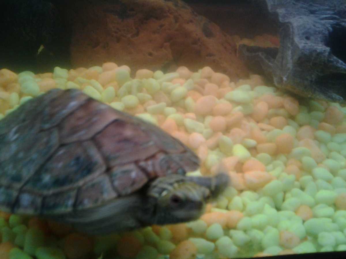 Map turtle