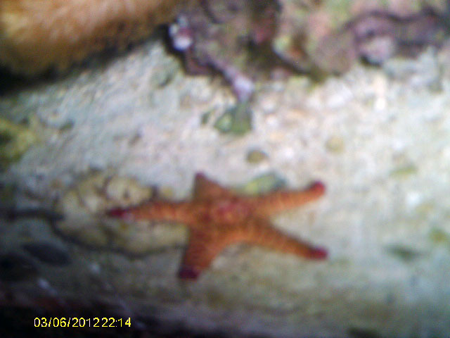 marblestarfish