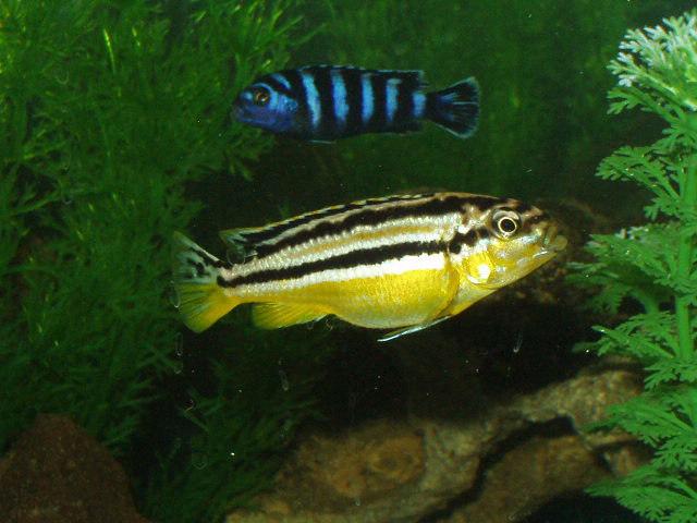 Melanochromis auratus and pseudotropheus damasoni