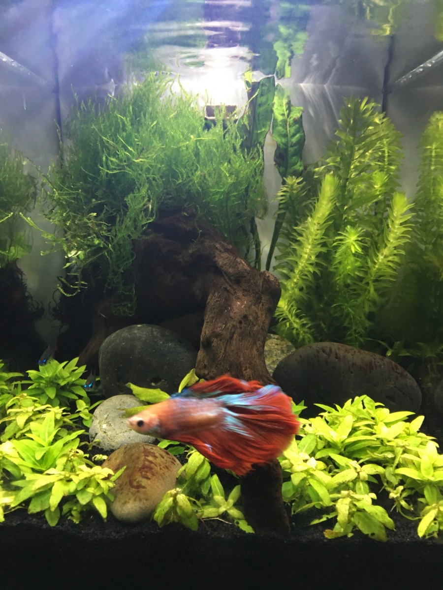 MID FEB 2017 - AFTER A MAJOR HAIRCUT, CLEANING, & PROPAGATION OF PLANTS. Tetras now hide under the driftwood due to brightness and less cover from the