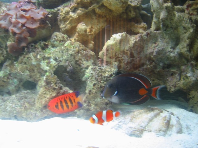 mini achilles tang and flame angel med