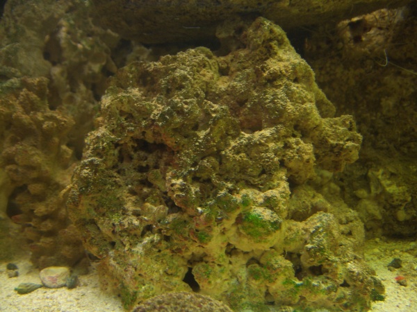 more coralline algae