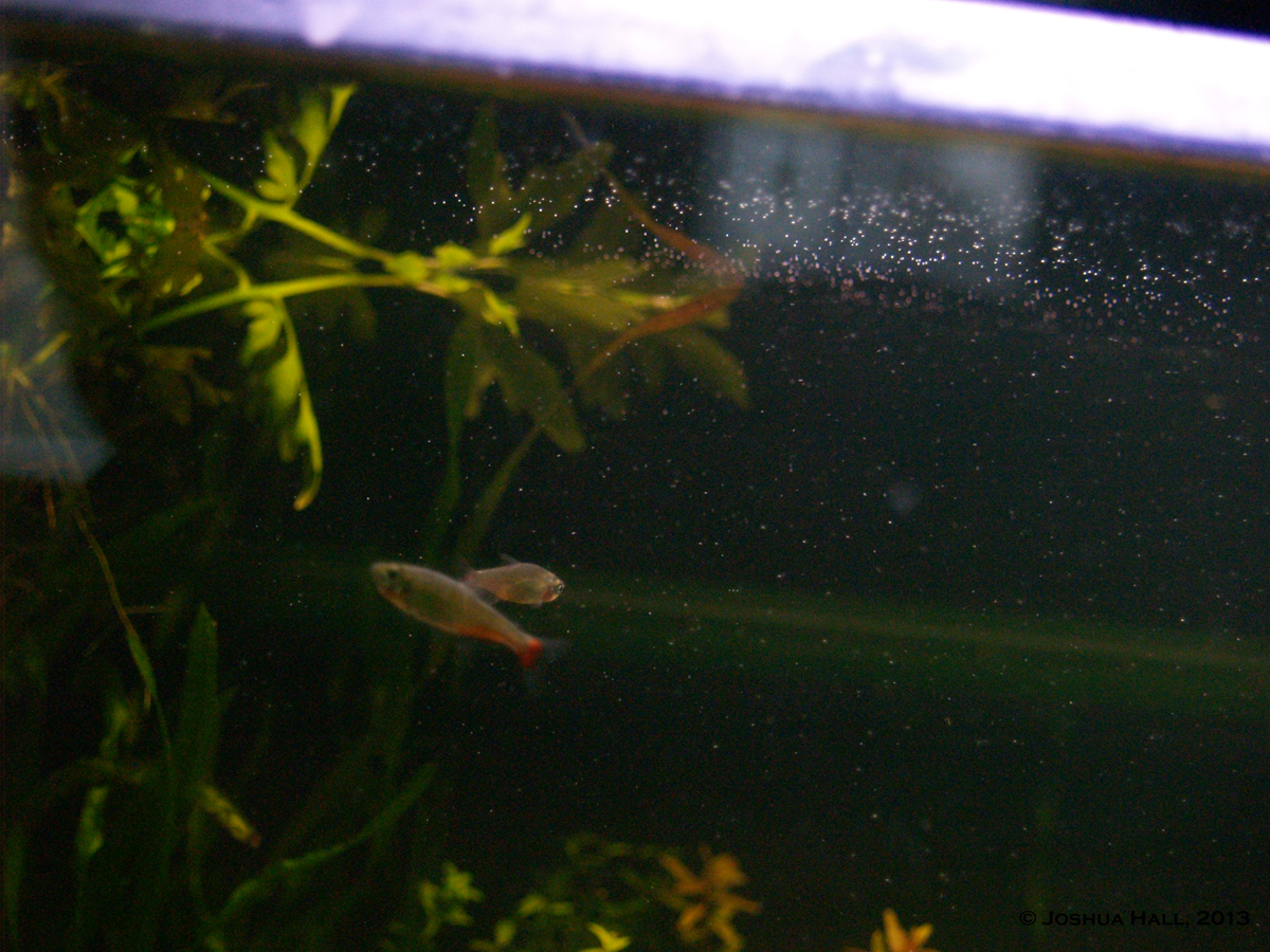 More of the Green Fire tetras hanging out by the surface