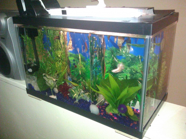 My 10gallon tank in the Living room
Its partitioned to house six bettas (currently have 4 in there - i died recently and the other is quarantined)