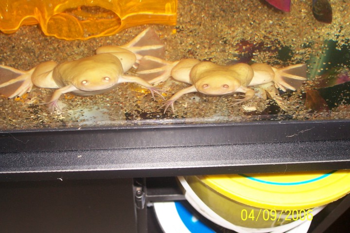 My 2 albino african clawed frogs.