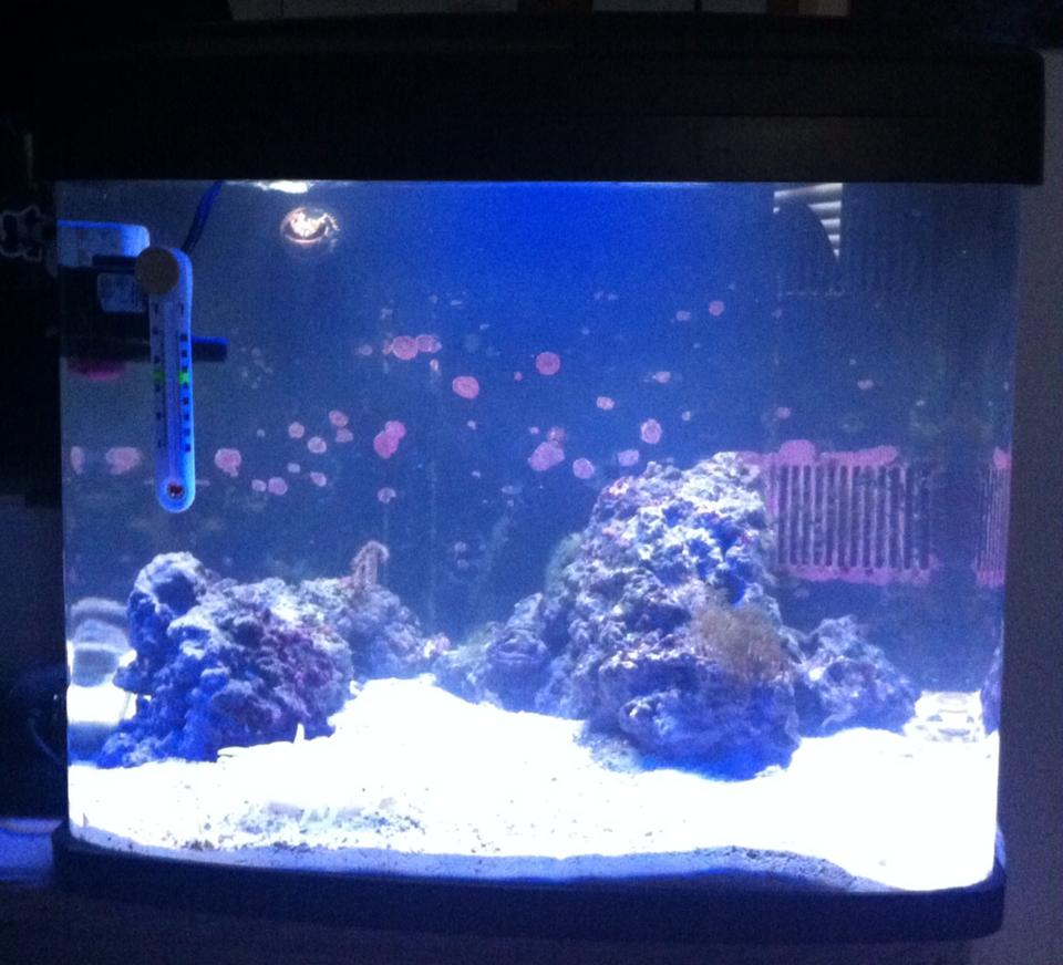 My 29 gal Biocube build. Started in March 2014, almost a year old. Still working on getting lighting upgrades for more corals!