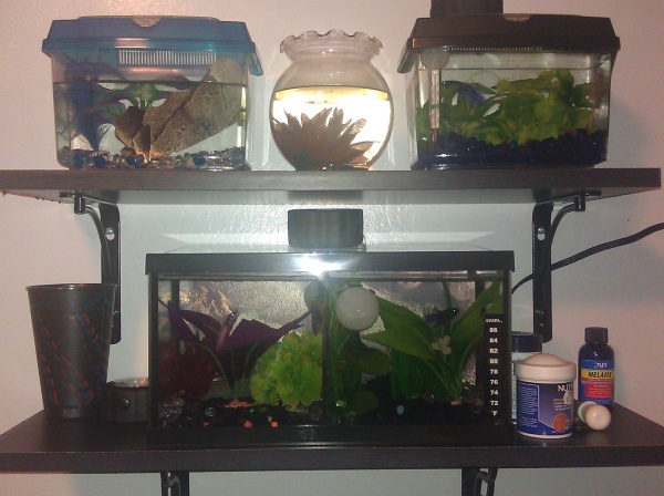 My 2gallon tank in the kitchen
(the two up top are for deco & quarantine)