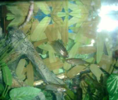 My 3 Croaking gourami and their active tank cleaner,  Exxon at dinnertime