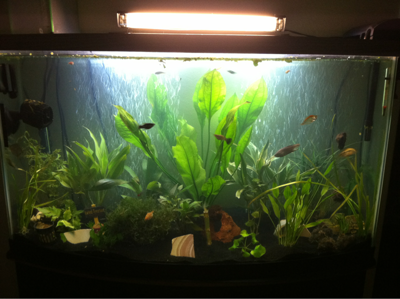 My 35g planted tank front view