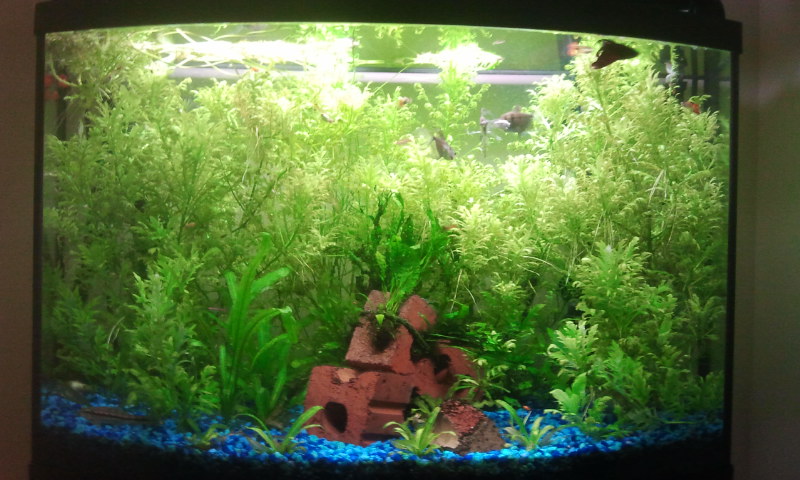 my 36 gal planted