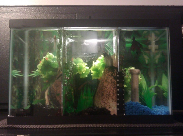 My 5.5gallon tank in the Kitchen
Its partitioned to house three bettas with a drip tray to distribute the filtered water to each chamber