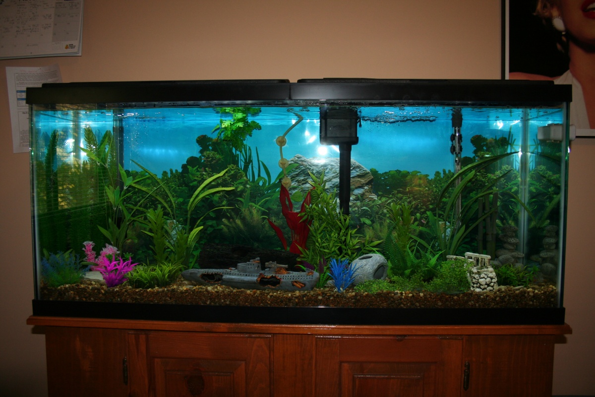 My 55 gallon Aquarium