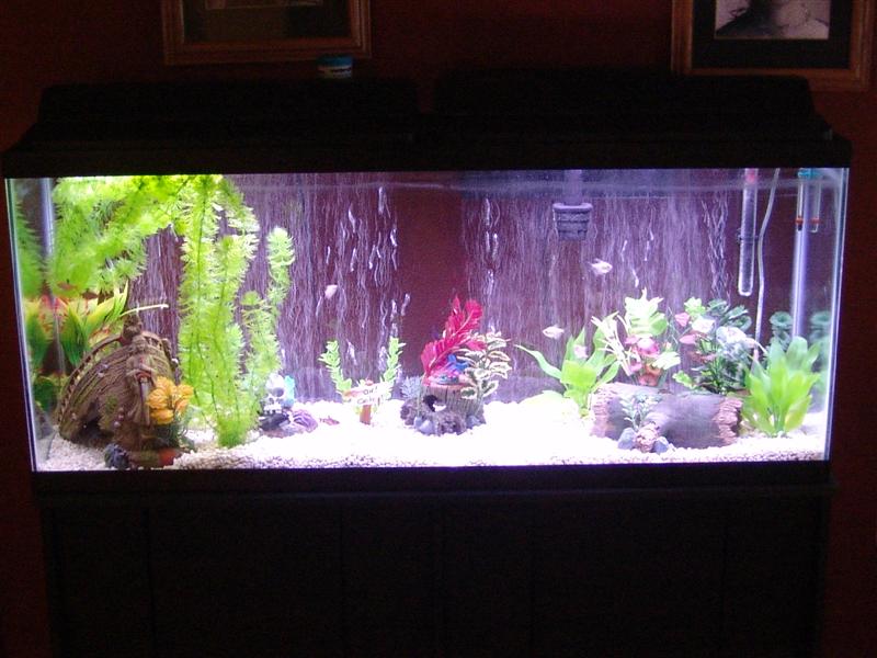 My 55gl designed for pictus cats. Two spotted pictus, two four-line pictus, 8 white skirt tetras, 8 serpae tetras and 1 apple snail. 

Completed stock