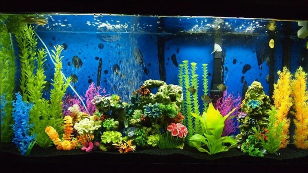 My 60 gallon freshwater tropical tank! Colorful and fun! ^__^
