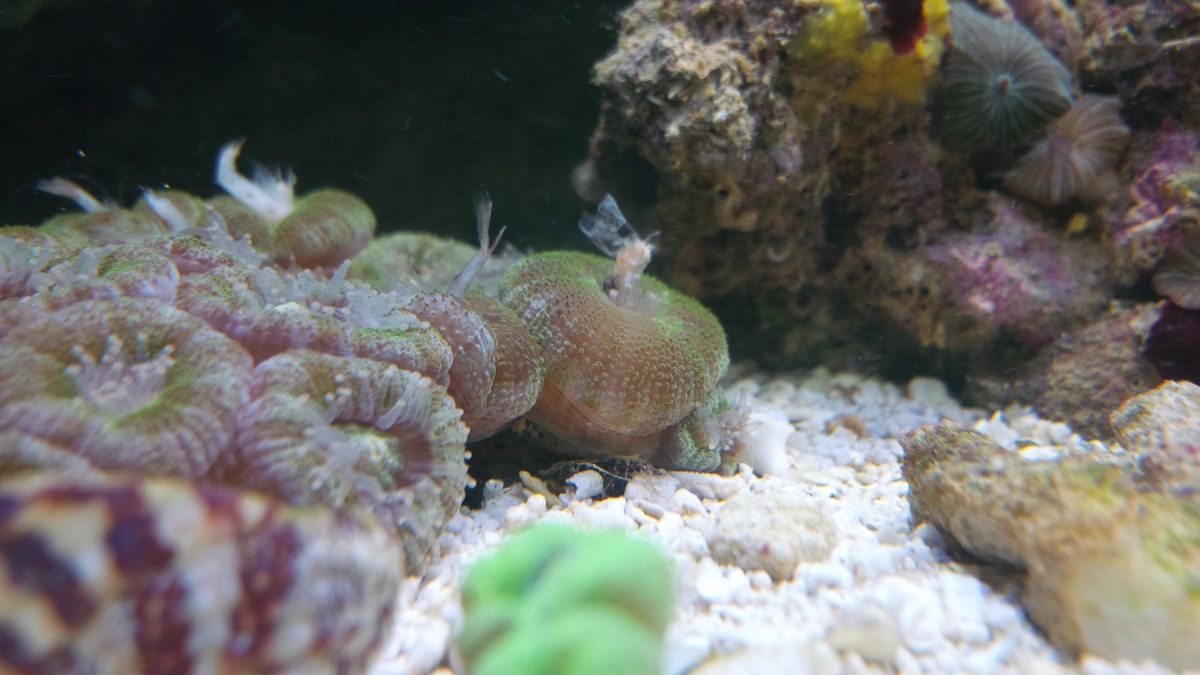 My acans Feeding on some cyclops