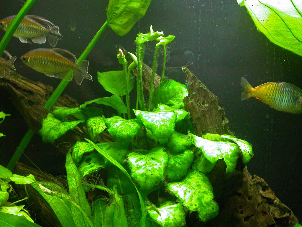 My anubias has been flowering like crazy! I had no idea it would do that :)