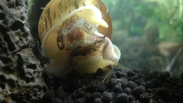 my apple snail attacked one of my shrimp