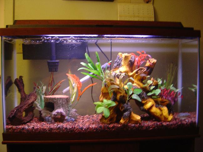My Aquarium as currently set up!