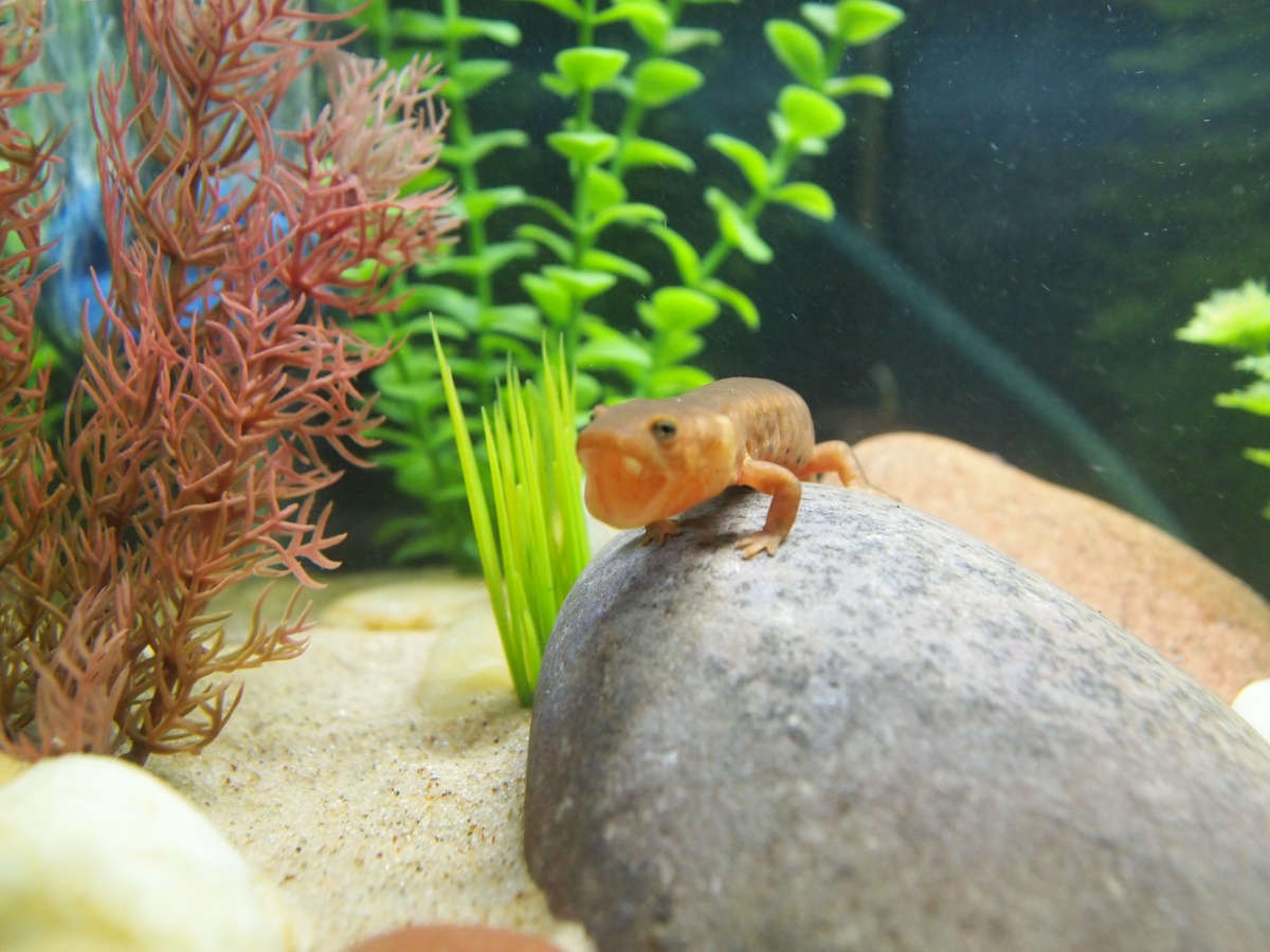 My aquatic newt Nessie!