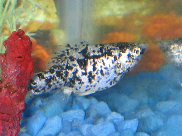 My beautiful dalmation molly, seems to be with many fish soon to be delivered...