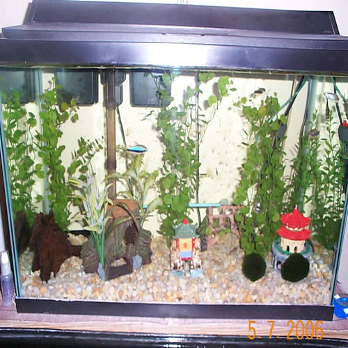 My bedroom has a chinese theme. To keep in the spirit I bought a couple of those chinese pagodas to throw in the tank. This is where all the peaceful 