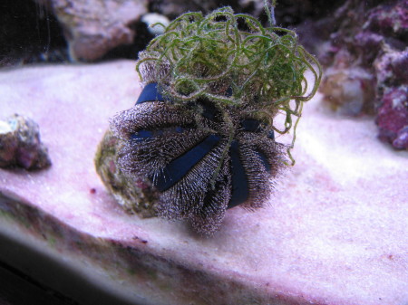 My Blue Tuxedo Urchin carrying around macro algae