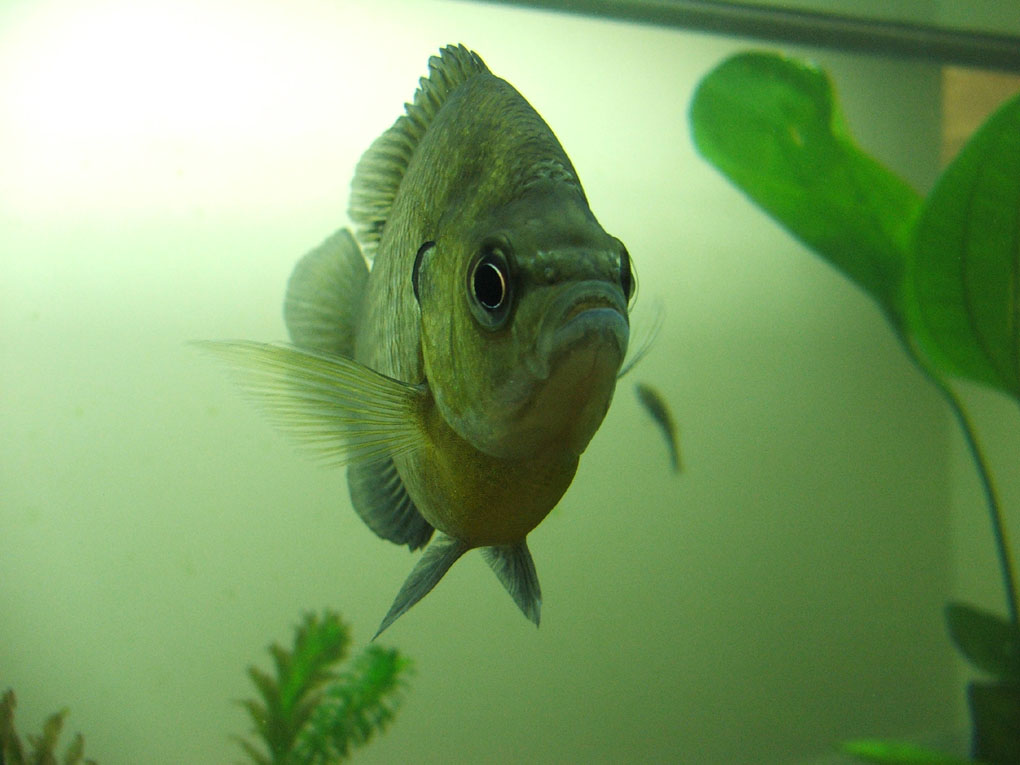 My bluegill posing for some shots.