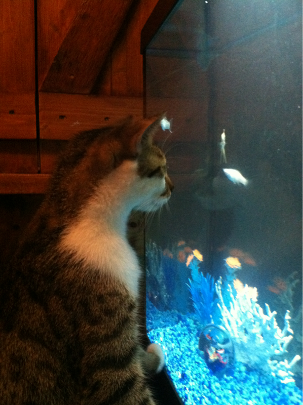 My cat watching "his fish". Don't worry, he loves them like they're his.... And if not... I have a tight lid!