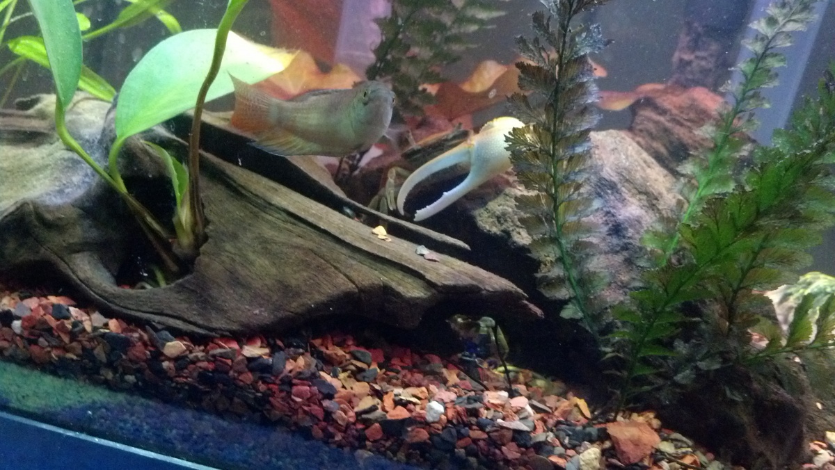 my chameleon gourami, lol, classic paradise fish look here.