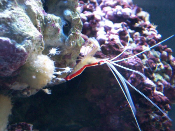 my cleaner shrimp