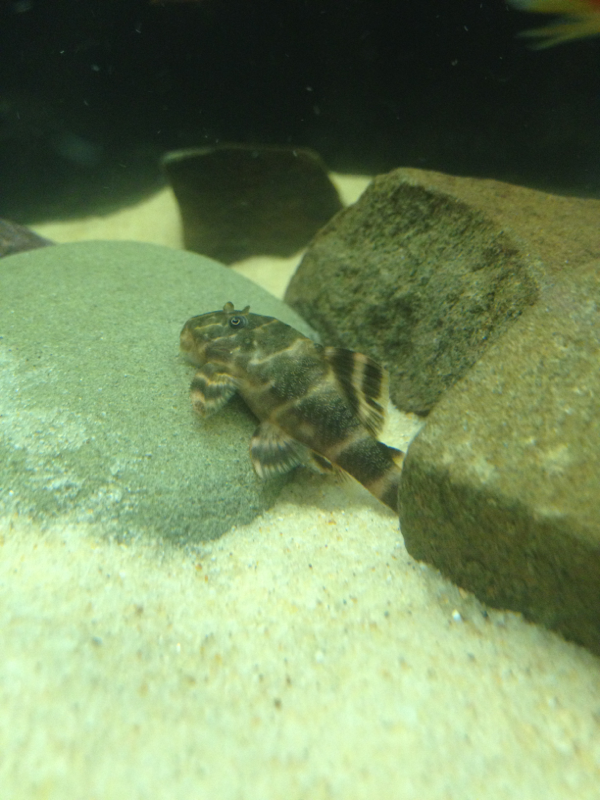 My clown pleco, a female from the breeding project :)