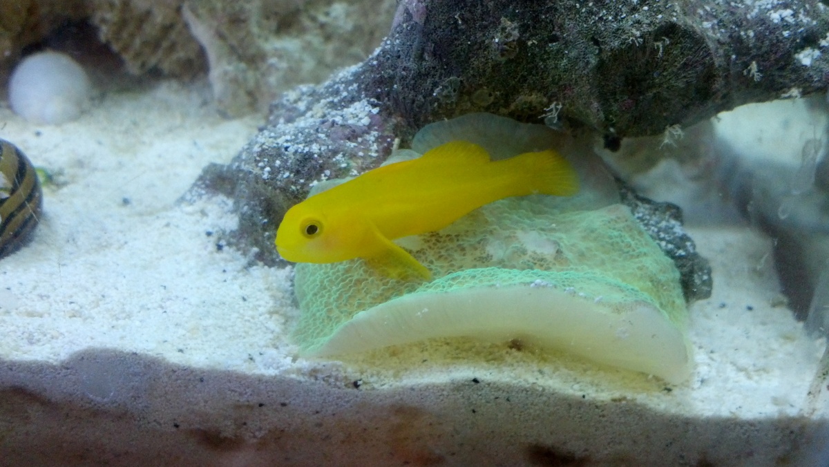 my cute Clown Goby with my neon green mushroom.  The fish loves to sit in the middle of this!