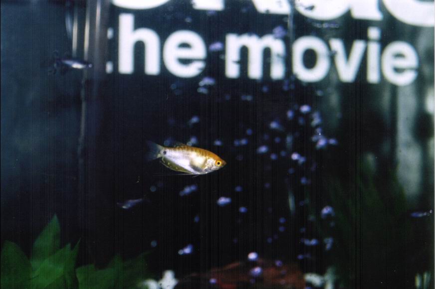 my Dwarf Gourami and his reflection :D