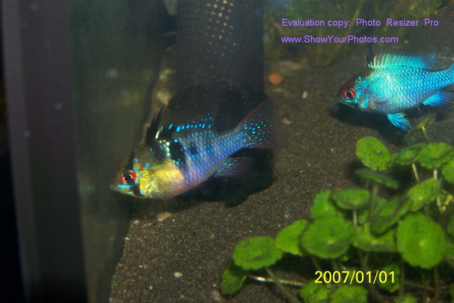my elecrtic blue and german butterfly rams