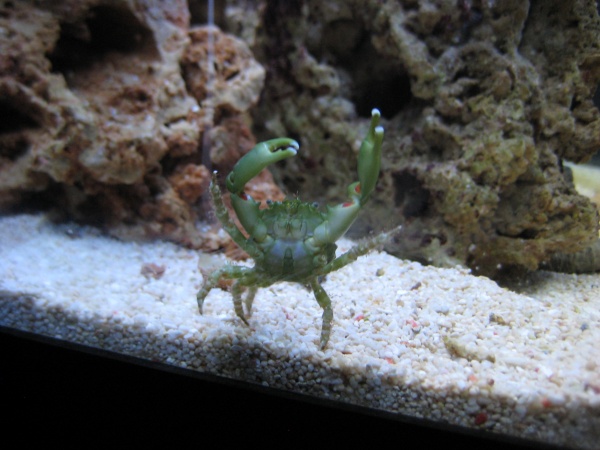 My Emerald Mithrax Crab - Goliath