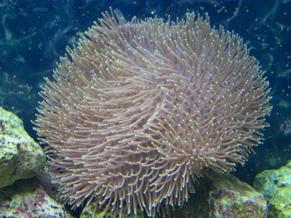 my favorite coral in the world