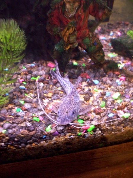 My favorite fish, Whiskers the pictus catfish! This is a picture of him taken when he had ick. :( You can kind of make out the white bumps all over hi