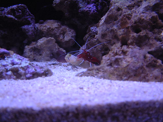 My fireshrimp riding his Goby.