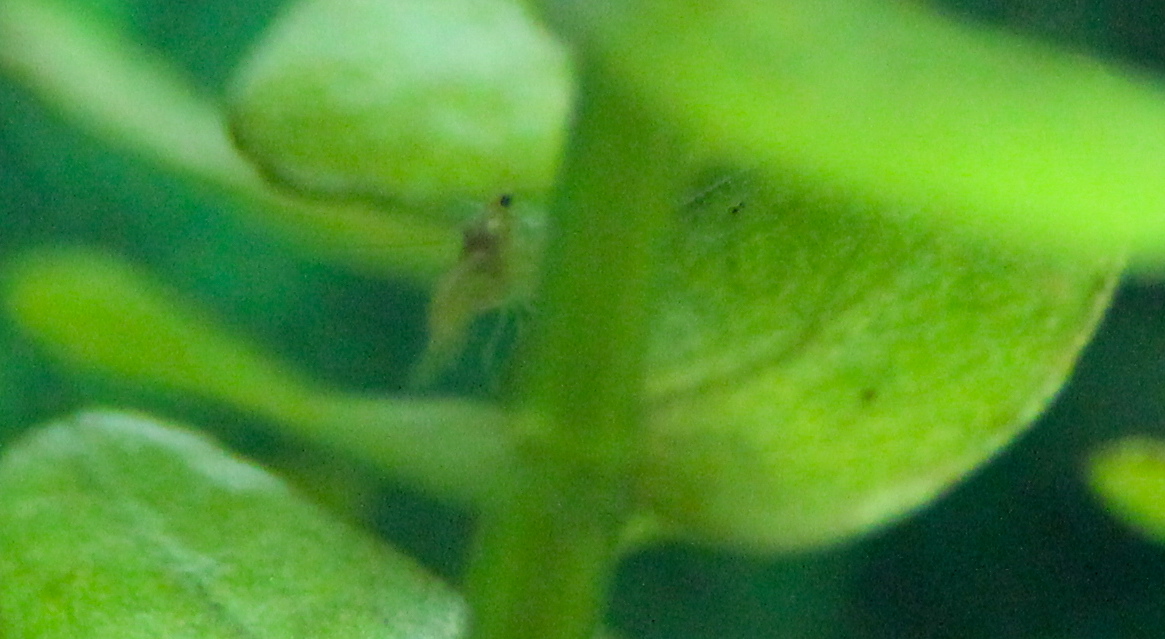 My first baby shrimp