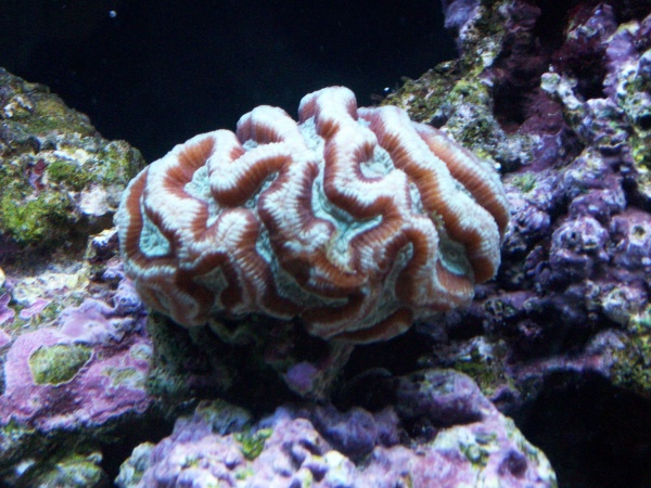 my first coral