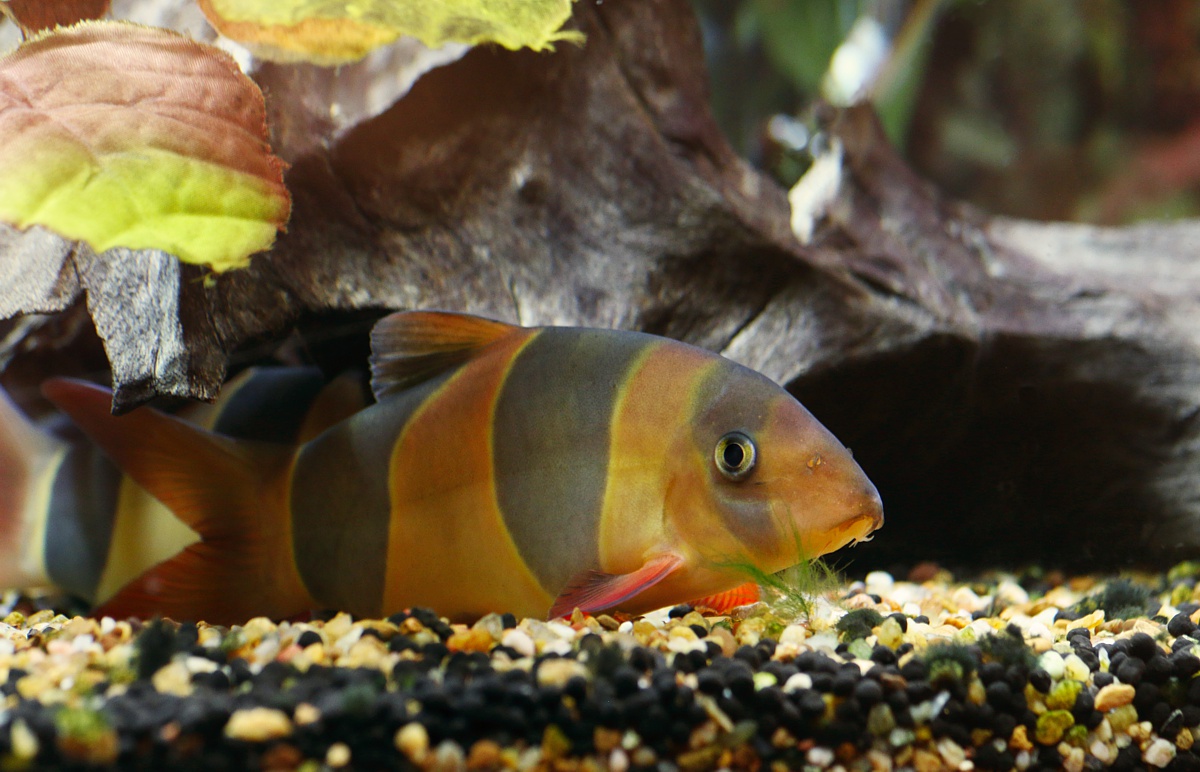 My first pair of Clown Loaches - Still haven't named them yet.