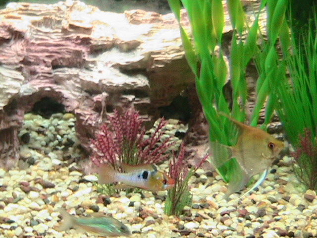 My German Ram, Angelfish, and Cory Cat