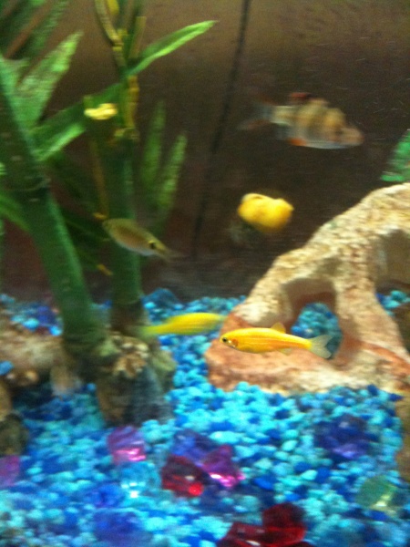 My Glofish, a scissor tail rasbora, and a tiger barb!
There is also a snail in the backround!!!!!!!