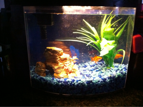 My goldfish - moon & fluffy - my kids named then :-)