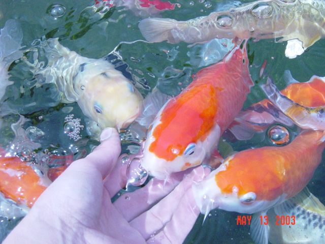 My Kohaku in the middle "loves" to have it's underside rubbed. She will swim right into my hand and let me scratch her belly.